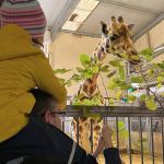 Zoo Amneville Giraffe