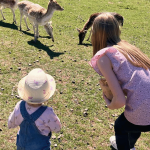 Zwei Mädchen füttern Rehe auf einer Wiese