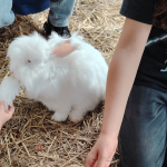 Ein weißes Kaninchen wird von einem Kind gefüttert
