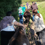Familien bei einer Wanderung mit Eseln