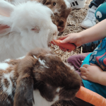 Zwei Kaninchen werden von Kindern mit Möhren gefüttert